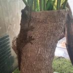 Mniarogekko chaouha couple, Animaux & Accessoires, Reptiles & Amphibiens, Lézard, 3 à 6 ans