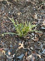 GRATIS LAGE SIERGRASSEN, Tuin en Terras, Planten | Tuinplanten, Ophalen, Vaste plant, Siergrassen