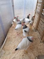 vaccination complète des jeunes poulets du Sussex, Poule ou poulet, Femelle