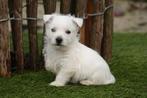 Superbes chiots West Highland White Terrier (Westie), Autres races, Plusieurs, Hépatite contagieuse (maladie de Rubarth), Belgique