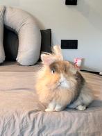 Molly & Teddy op zoek naar een nieuw liefdevolle thuis, Dieren en Toebehoren, Konijnen