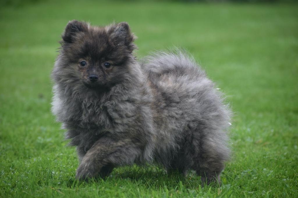 Dwergkees Pomeriaan X Keeshond Keeshond American Eskimo Spitz Mix