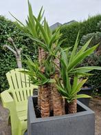 Yucca met 7 takken in pot., Tuin en Terras, Planten | Tuinplanten, Ophalen