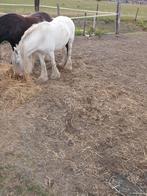 Irish cob merrie, Dieren en Toebehoren, Merrie