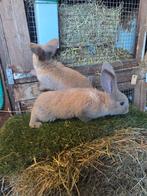 Lotharinger, Dieren en Toebehoren, Konijnen