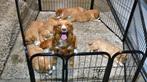 Nova Scotia Duck Tolling Retriever pups te koop, Dieren en Toebehoren, België, CDV (hondenziekte), 8 tot 15 weken, Meerdere