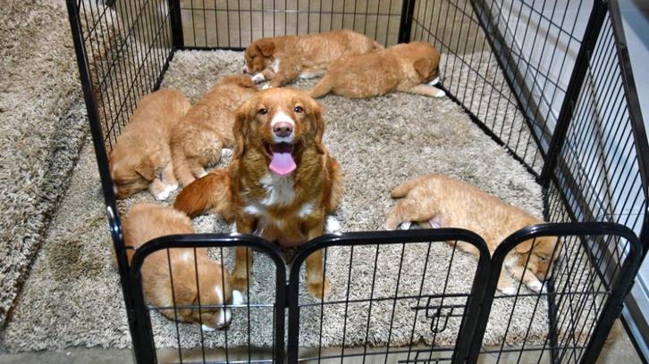 Nova Scotia Duck Tolling Retriever pups te koop, Dieren en Toebehoren, Honden | Retrievers, Spaniëls en Waterhonden, Reu, Overige rassen