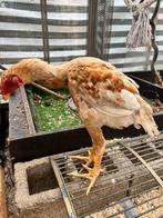 Indigo Gigante haantjes, Dieren en Toebehoren, Pluimvee, Mannelijk, Kip