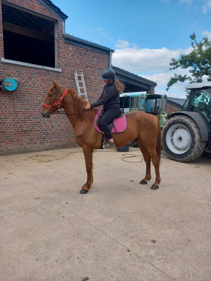 Hongre alezan, Dieren en Toebehoren, Paarden, Ruin, Niet van toepassing, 165 tot 170 cm, 7 tot 10 jaar, Recreatiepaard, Met stamboom