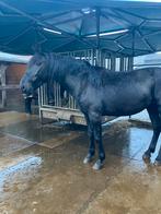 Super lieve Murgese ruin, Dieren en Toebehoren, Paarden, Met stamboom, Ruin, 3 tot 6 jaar, 160 tot 165 cm