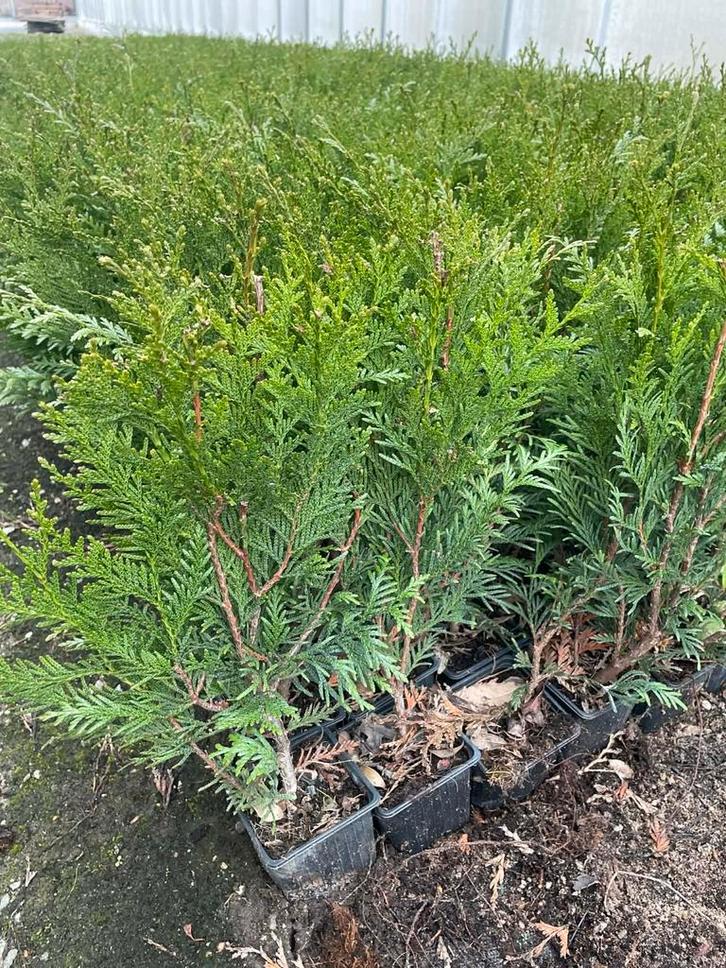 ‼️thuja plicata atrovirens aan stuntprijzen ‼️, Jardin & Terrasse, Plantes | Arbustes & Haies, Enlèvement