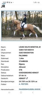 Talentvolle kinderpony, Dieren en Toebehoren, Merrie