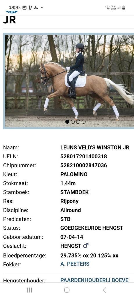Talentvolle kinderpony, Dieren en Toebehoren, Pony's, Merrie