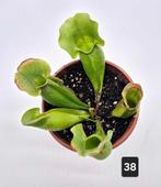 Sarracenia Purpurea Venosa, Groene kamerplant, Ophalen of Verzenden, Overige soorten, Minder dan 100 cm