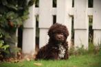 Italiaanse Waterhond - medium hypo-allergene hond, België, Overige rassen, CDV (hondenziekte), 8 tot 15 weken
