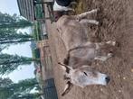 Ezel hengst te koop, Tickets en Kaartjes