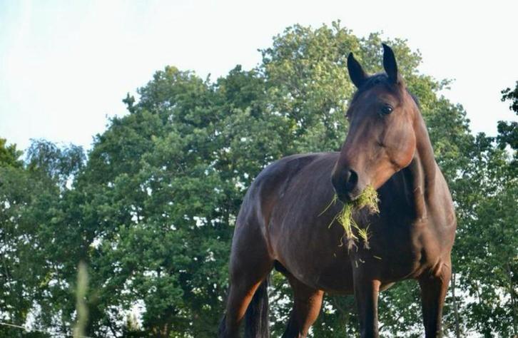 Draagmerrie (5jaar), Dieren en Toebehoren, Paarden, Merrie, Niet van toepassing, 3 tot 6 jaar, Gechipt, Ontwormd, Ingeënt