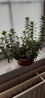 Bloeiende plant, Bloeiende kamerplant, Ophalen