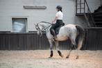 Leuke recreatie/sportpony, Dieren en Toebehoren, Paarden, Ruin, Minder dan 160 cm, Gechipt, 7 tot 10 jaar