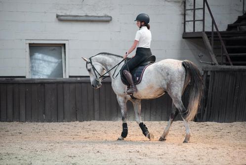 Leuke recreatie/sportpony, Dieren en Toebehoren, Paarden, Ruin, Minder dan 160 cm, 7 tot 10 jaar, Met stamboom, Gechipt, Ontwormd
