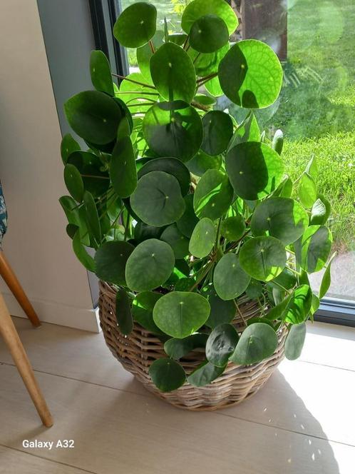 **Vermicompostor **Appartement of terras, Tuin en Terras, Aarde en Mest, Compost, Ophalen