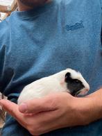 Cavia mannen, Mei, Mannelijk, Cavia