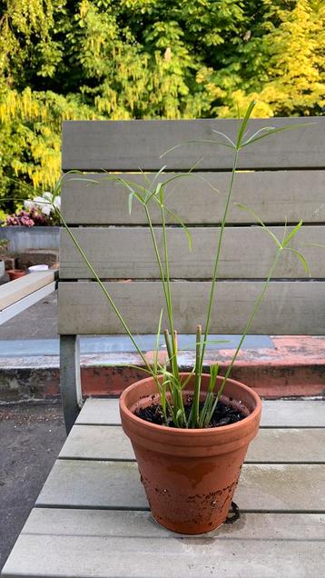 Paraplu plant in terra cotta pot  beschikbaar voor biedingen