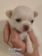 Prachtige langhaar en kortharige chihuahua pups, 8 à 15 semaines, Plusieurs, Éleveur | Loisir, Parvovirose