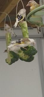 putters, Dieren en Toebehoren, Geringd