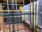 Sijzen, Dieren en Toebehoren, Vogels | Overige Vogels, Wildzangvogel, Geringd