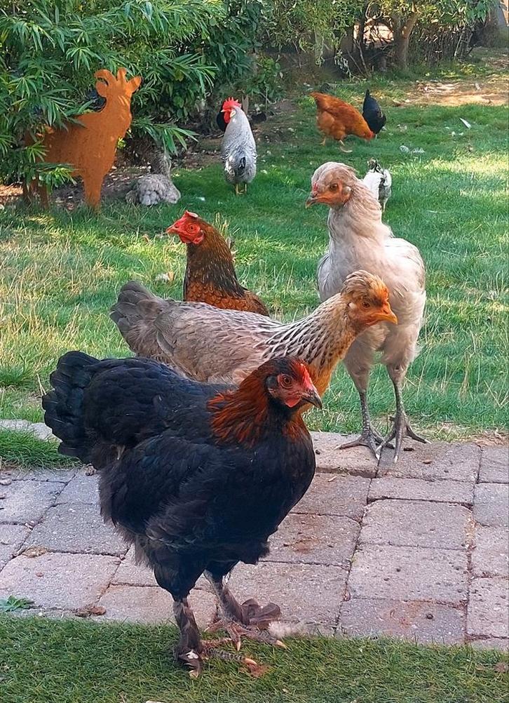 Gezocht kriel kleurlegger (eieren, kuikens of volwassen), Animaux & Accessoires, Volatiles