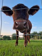 Mooie Dexter vaars te koop – 2 jaar, gezond & goed verzorgd, Dieren en Toebehoren, Runderen, Vrouwelijk, 0 tot 2 jaar