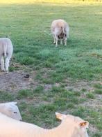 Schapen Texel