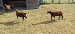 zwartbles ooien, Vrouwelijk, Schaap, 0 tot 2 jaar