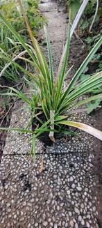 Carex morrowii 'Ice Dance', Tuin en Terras, Planten | Tuinplanten, Ophalen, Vaste plant, Bodembedekkers