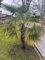 2x Trachycarpus Fortunei Palmbomen, Ophalen, Volle zon, Palmboom, 100 tot 250 cm