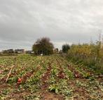 Voederbieten te koop, Ophalen