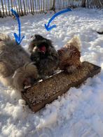 Zijdehoen haantjes, Dieren en Toebehoren, Pluimvee, Mannelijk, Kip