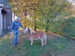 Prachtig klein merrie'tje, Merrie, 0 tot 2 jaar, A pony (tot 1.17m), Gechipt