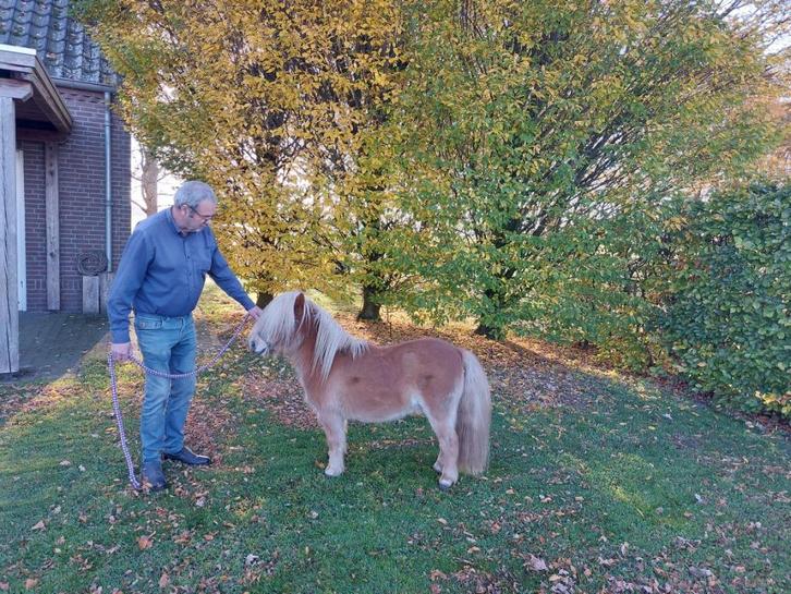 Prachtig klein merrie'tje, Dieren en Toebehoren, Pony's, Merrie, A pony (tot 1.17m), Recreatiepony, 0 tot 2 jaar, Gechipt, Ontwormd