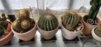 Cactussen en vetplanten, Ophalen of Verzenden