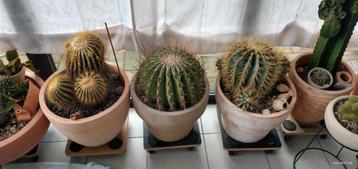 Cactussen en vetplanten 