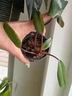 Philodendron Strawberry Shake #2, Ophalen of Verzenden