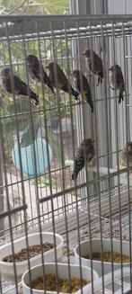 Kleine anatolia putters, Dieren en Toebehoren, Vogels | Overige Vogels