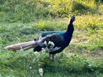 Pauwkoppel die cameo jongen voortbrengt., Dieren en Toebehoren, Pluimvee