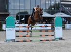 Groot 10 jarige spingpaard, Springpaard, 175 cm of meer, Gechipt, Ruin