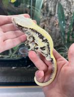 Wimpergekko lilly white man Trico