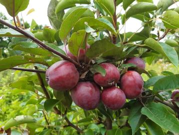 arbres fruitiers - Demi-tige