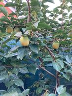 Kaki boom, Tuin en Terras, Ophalen