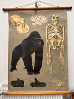 Oude schoolplaat - Gorilla/skelet (linnen/hout), Ophalen